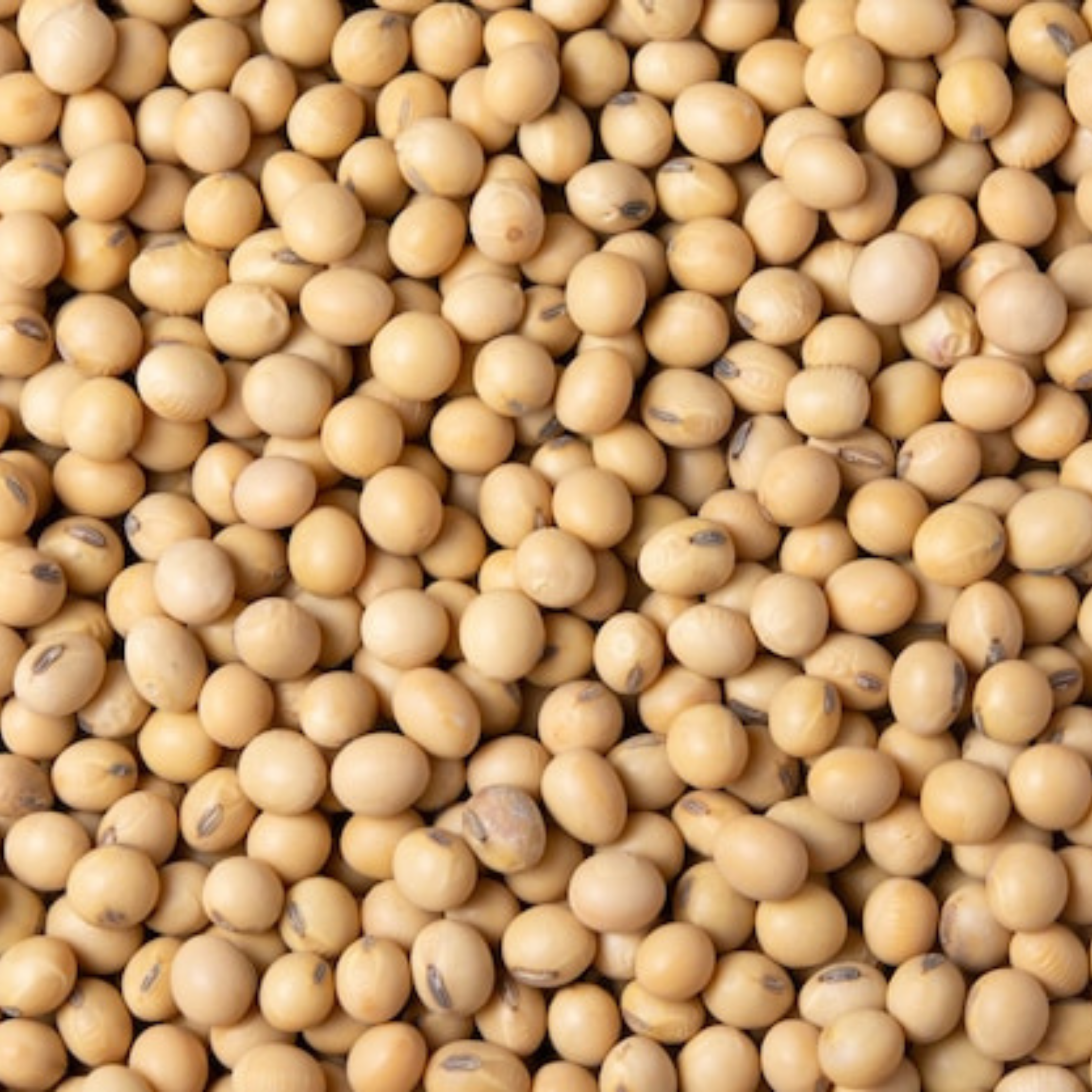 Soja Non-GMO
