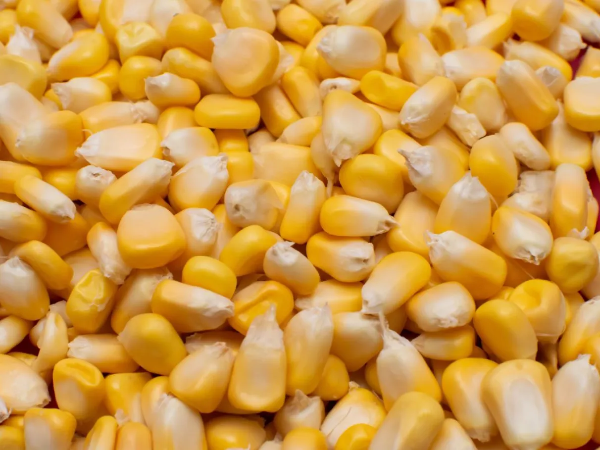 Milho GMO