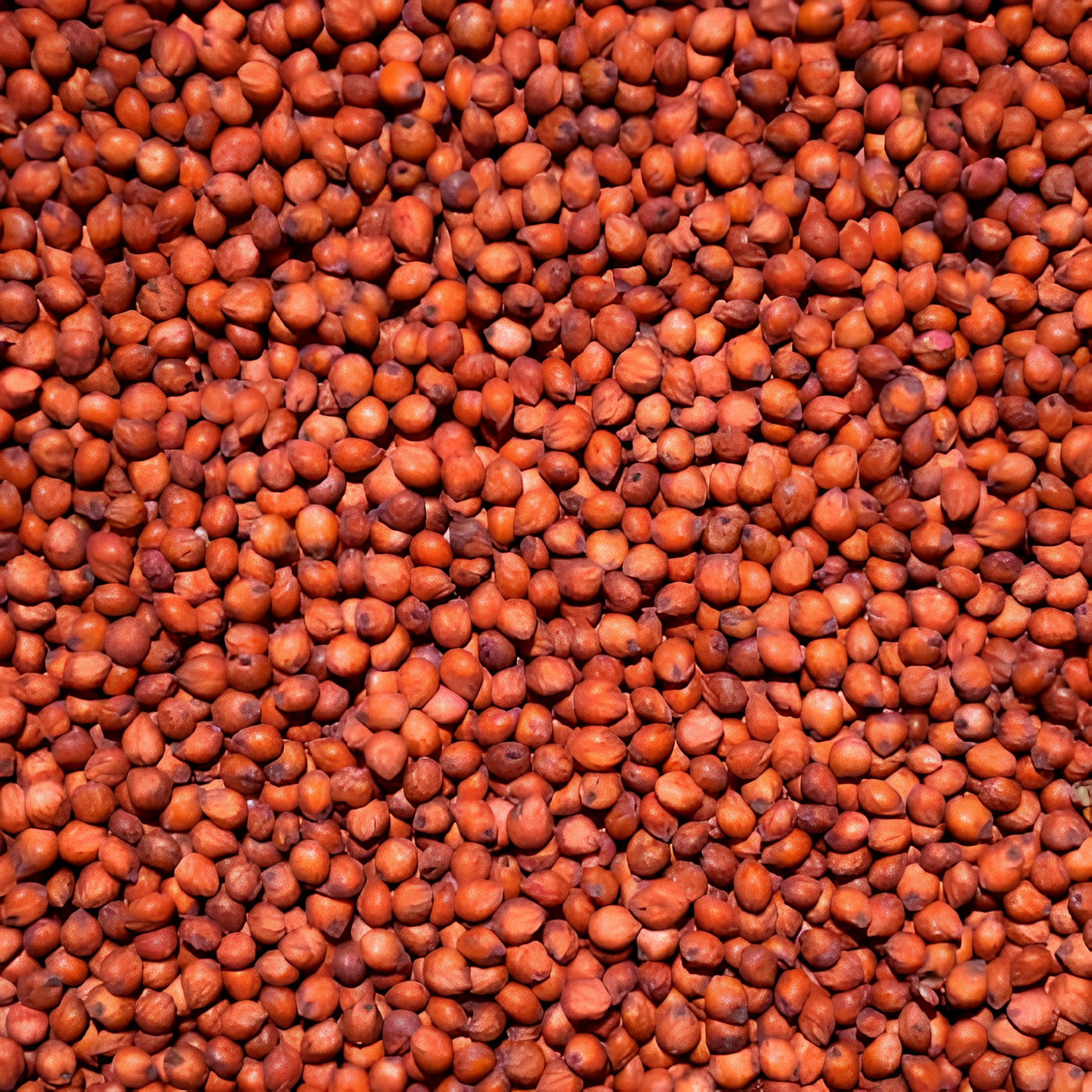 Sorgo